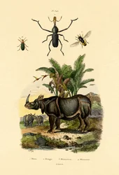 Schwebfliege